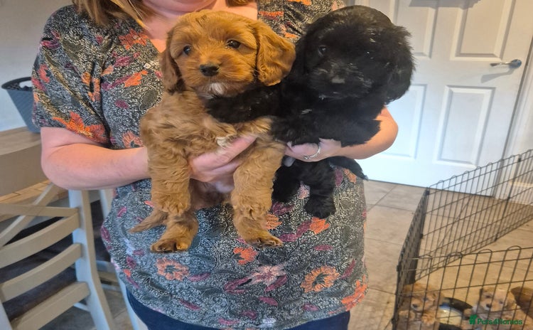 Cockapoo dogs - Advert 14