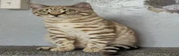 Bengal cats for sale: 🔥Stunning Bengal boys ready to leave🔥 - Advert 7