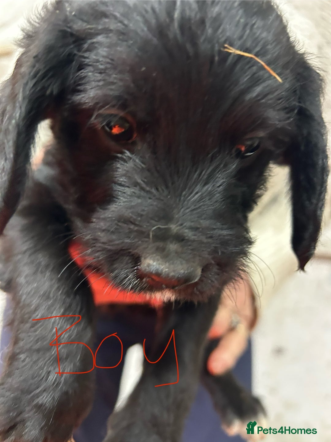 Mixed Breed dogs for sale: Cavapoo Puppies - Advert 2