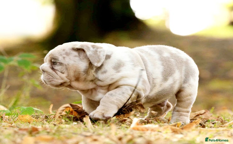 English Bulldog dogs - Advert 4