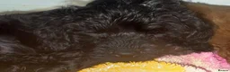 Cockapoo dogs for sale: Beautiful fur ball puppies 🐶  - Advert 10