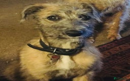 Mixed Breed dogs for sale: Bedlington Whippet x KC Bedlington Terrier Puppies - Image 3