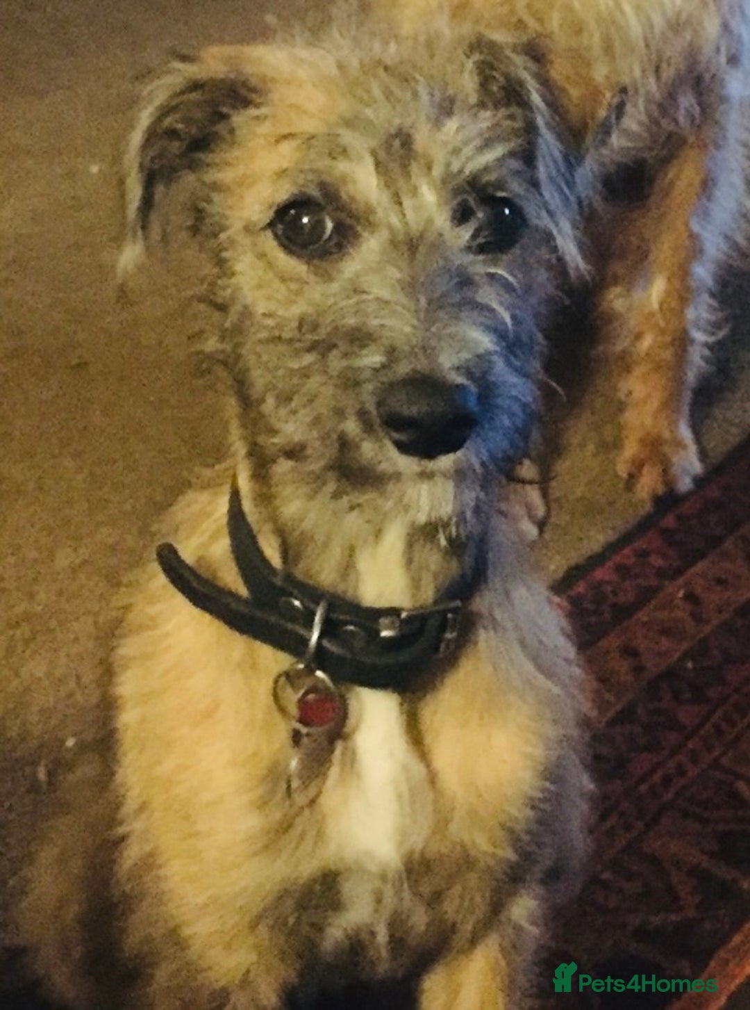 Mixed Breed dogs for sale: Bedlington Whippet x KC Bedlington Terrier Puppies - Image 3