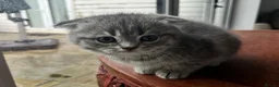 Mixed Breed cats for sale: 5 Beautiful Kittens Ready For Loving Homes - Advert 17