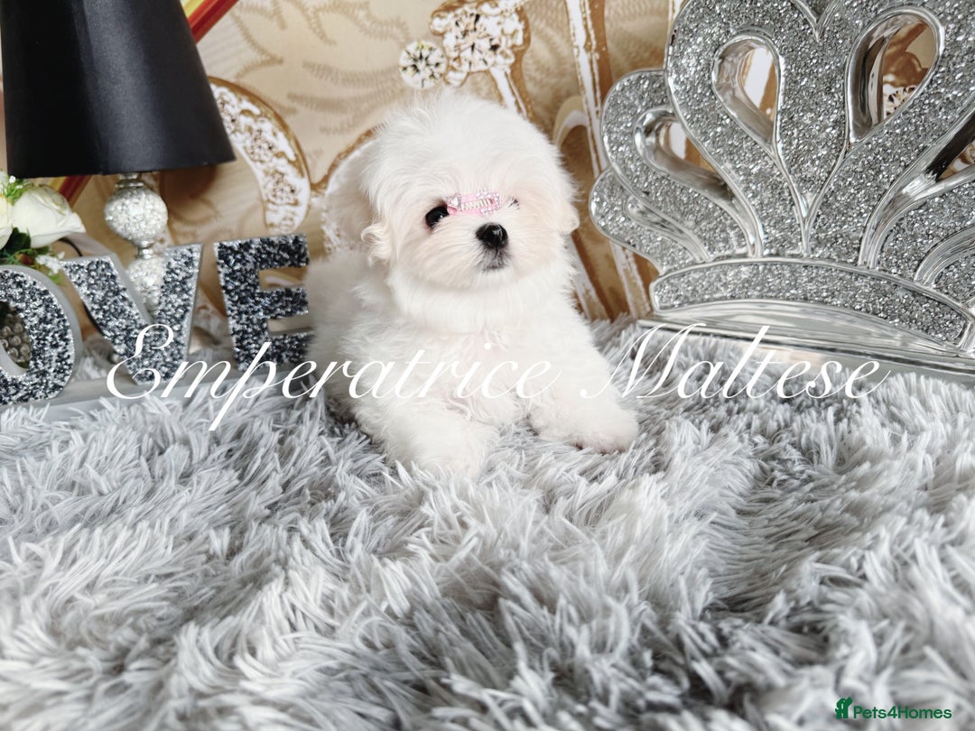 Maltese dogs for sale: Emperatrice Maltese-Korean Line Show Maltese KC Re - Image 17
