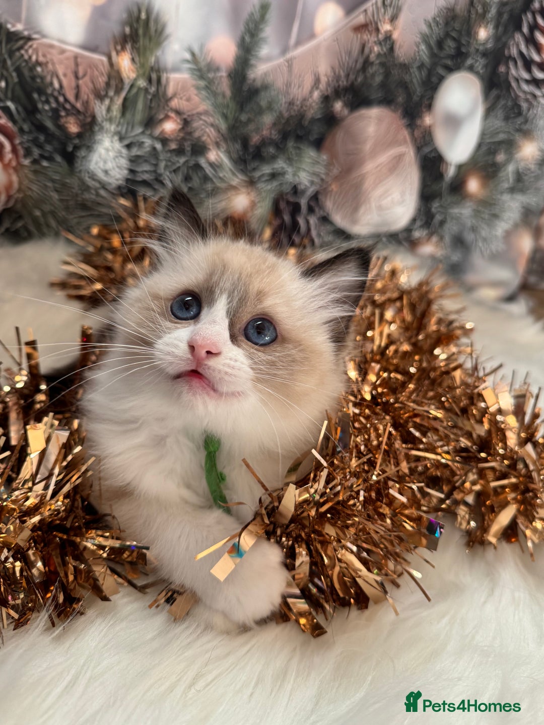 Ragdoll cats for sale: 🏆 gccf ragdoll grand champion kittens 🏆 - Advert 19