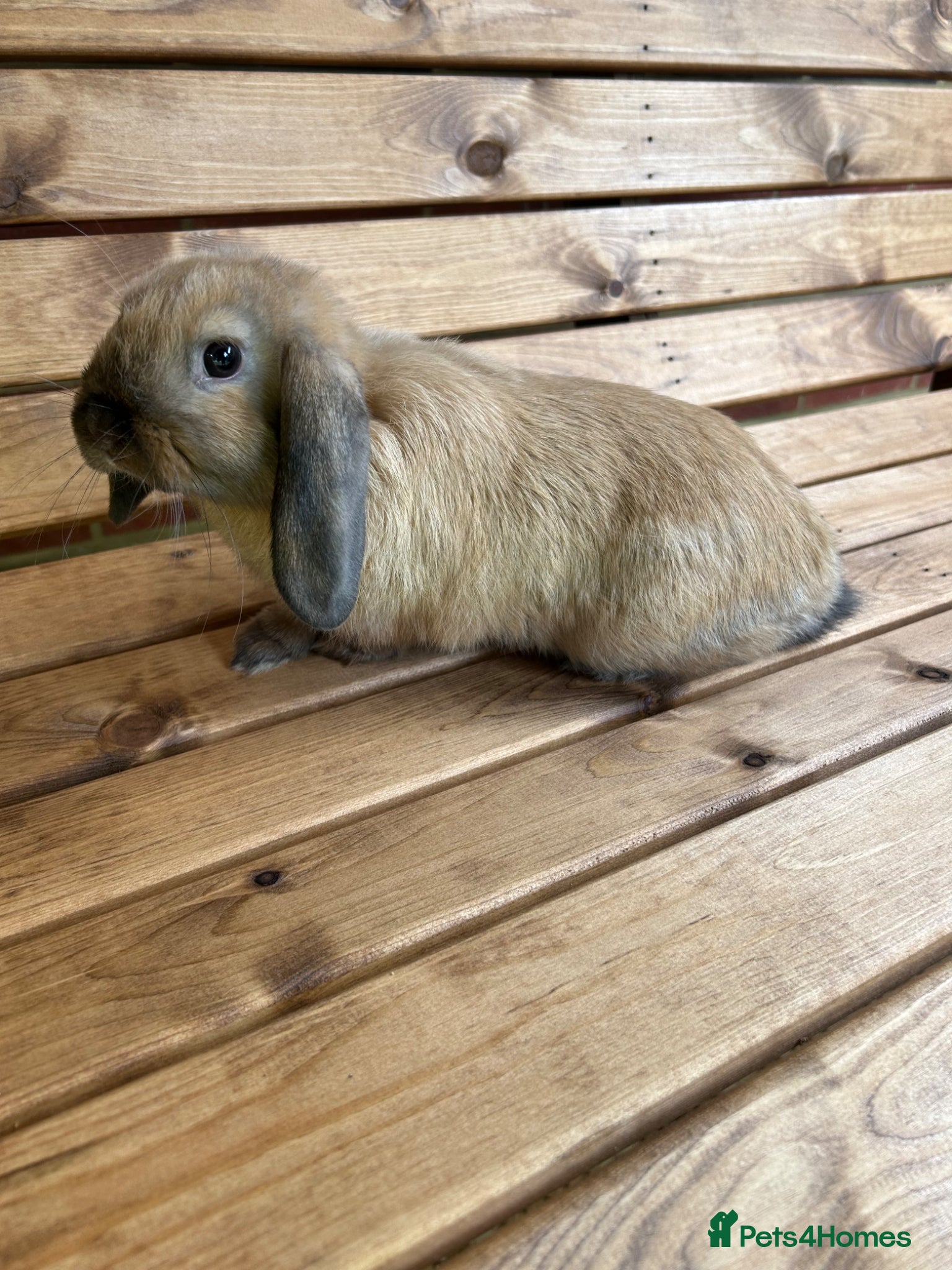 Mini Lop rabbits Pure mini lop - Advert 2