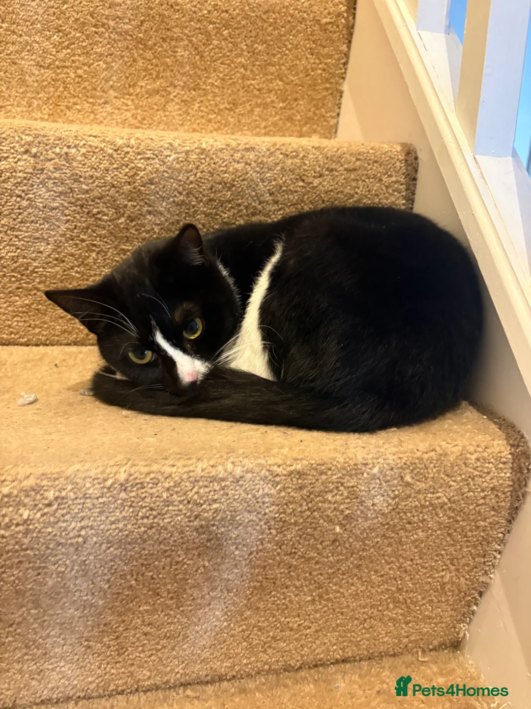 Mixed Breed cats for sale: Cat for rehoming  - Advert 1