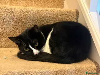 Mixed Breed cats Cat for rehoming - Advert 4