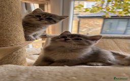 Scottish Fold cats for sale: Pedigree Scottish fold and straight kittens - Image 13