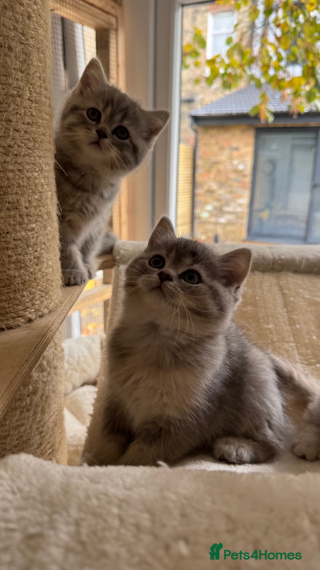 Scottish Fold cats for sale: Pedigree Scottish fold and straight kittens - Image 13