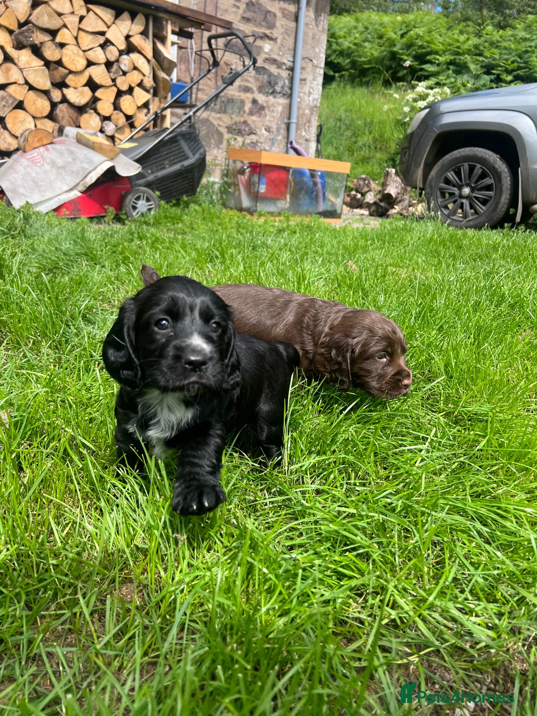 Cocker Spaniel dogs for sale: Cocker spaniel puppies  - Image 3