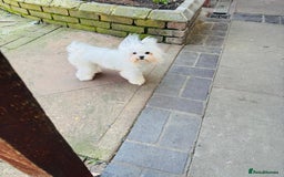 Maltese dogs for sale: Puppy - Image 1