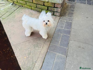 Maltese dogs - Advert 16