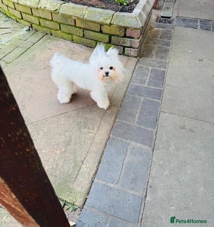 Maltese dogs - Advert 1