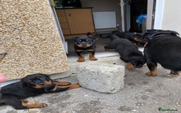 Rottweiler dogs for sale: KC Champion blood lines Rottweiler puppies  - Image 15