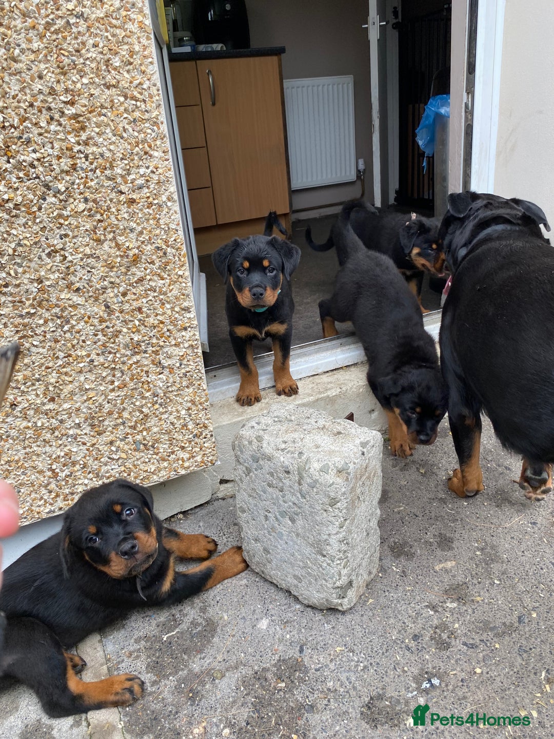 Rottweiler dogs for sale: KC Champion blood lines Rottweiler puppies  - Image 15
