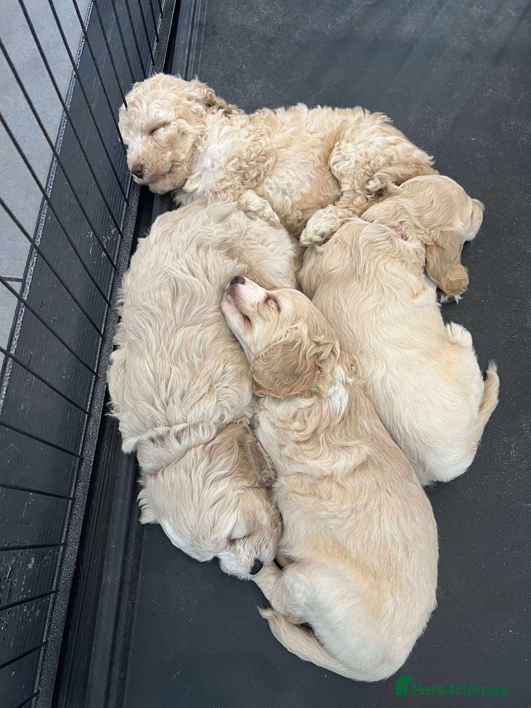 Cockapoo dogs for sale: Cockapoo puppies  - Image 2