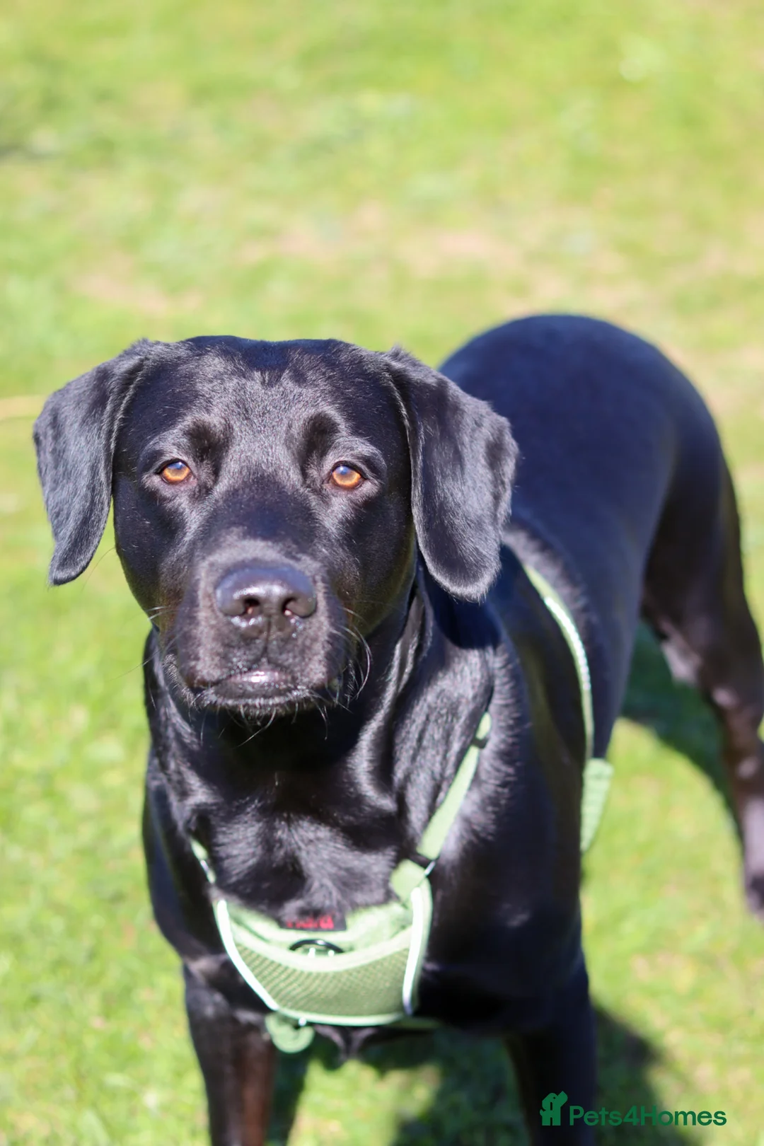 Cockerdor dogs for stud: Cocker spaniel x Labrador stud in Attleborough - Advert 2