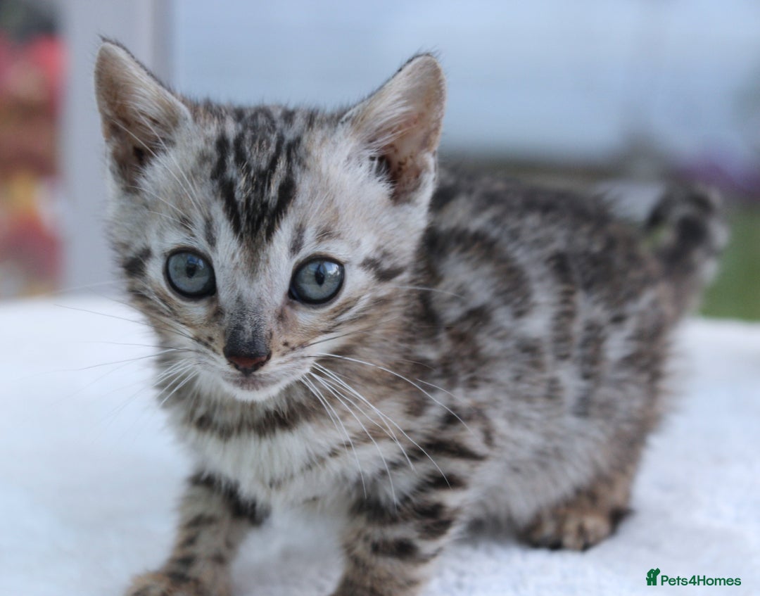 Bengal cats for sale: CUTE BENGAL KITTENS AVAILABLE - Image 14