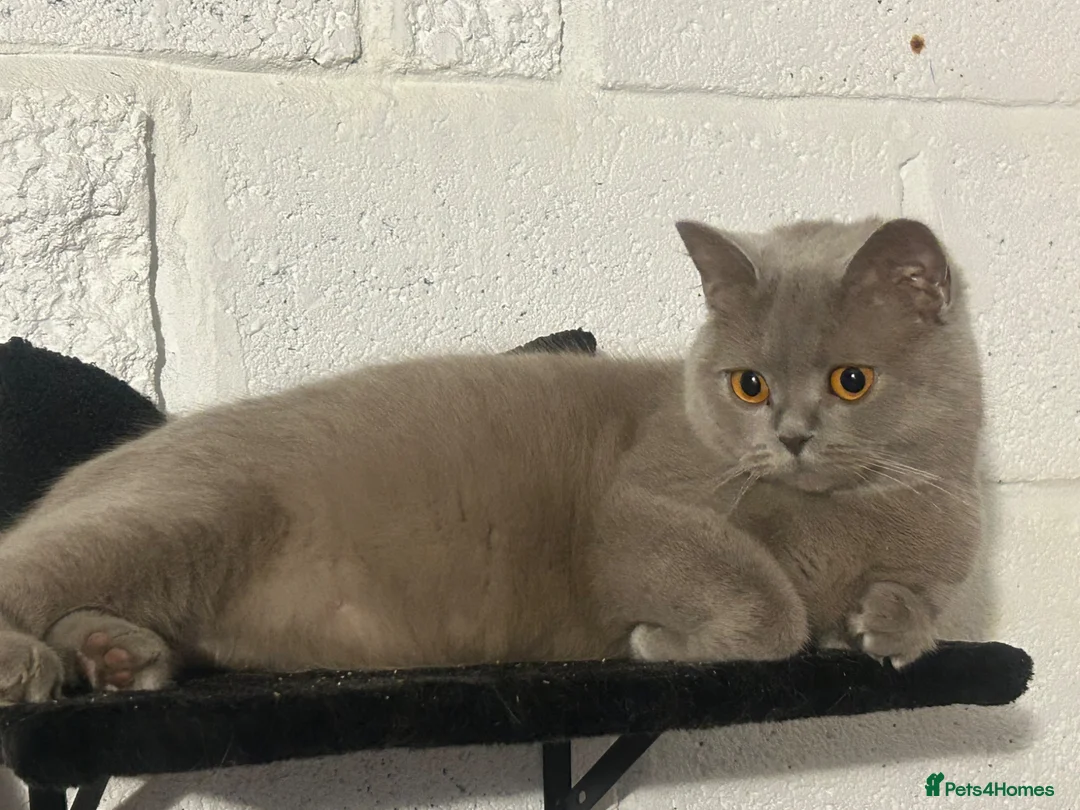 British Shorthair cats for sale: British blue shorthair kittens 3 boys 2 girls in Llanelli - Advert 1