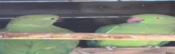 Parrots birds for sale: Male & Female Indian Ringneck Parrots  - Advert 2