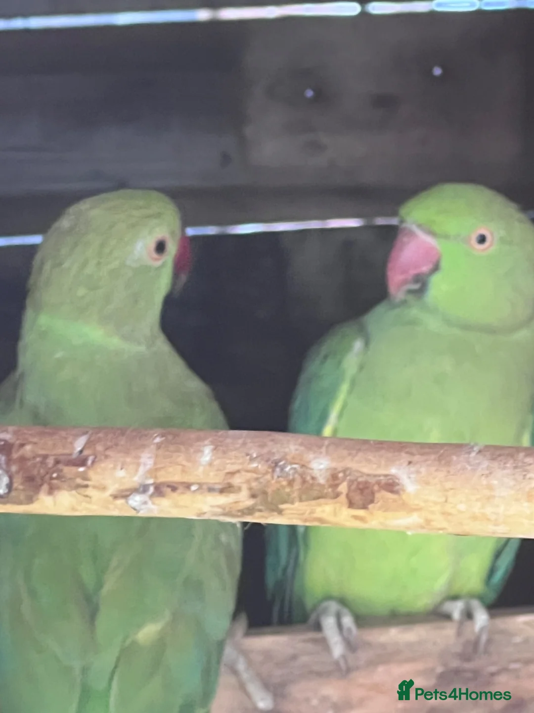 Parrots birds for sale: Male & Female Indian Ringneck Parrots  - Advert 2