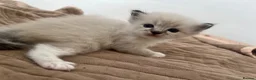 Ragdoll cats for sale: Stunning pure ragdoll kittens - Advert 5