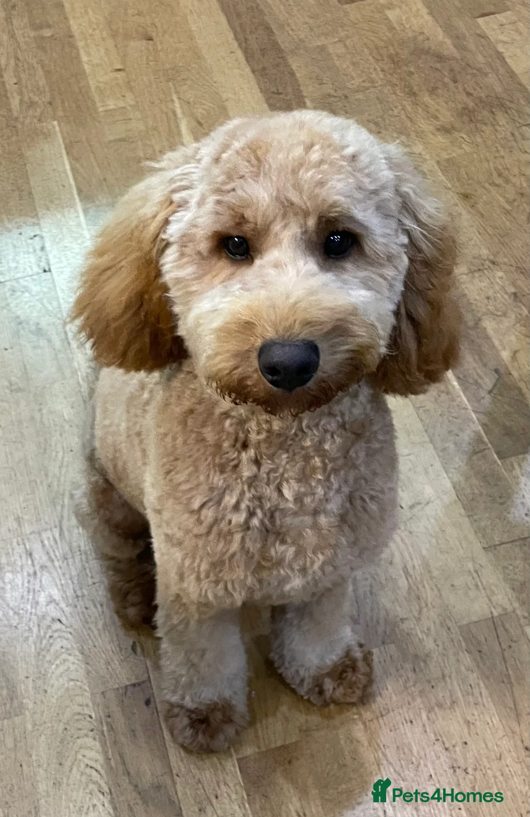 Cockapoo dogs for sale: Rehoming Cockapoo Puppy in Glasgow - Advert 1