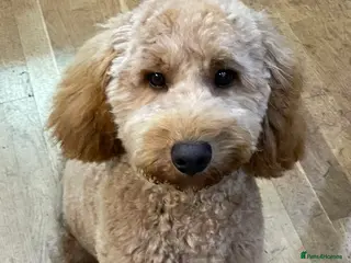 Cockapoo dogs Rehoming Cockapoo Puppy in Glasgow - Advert 1