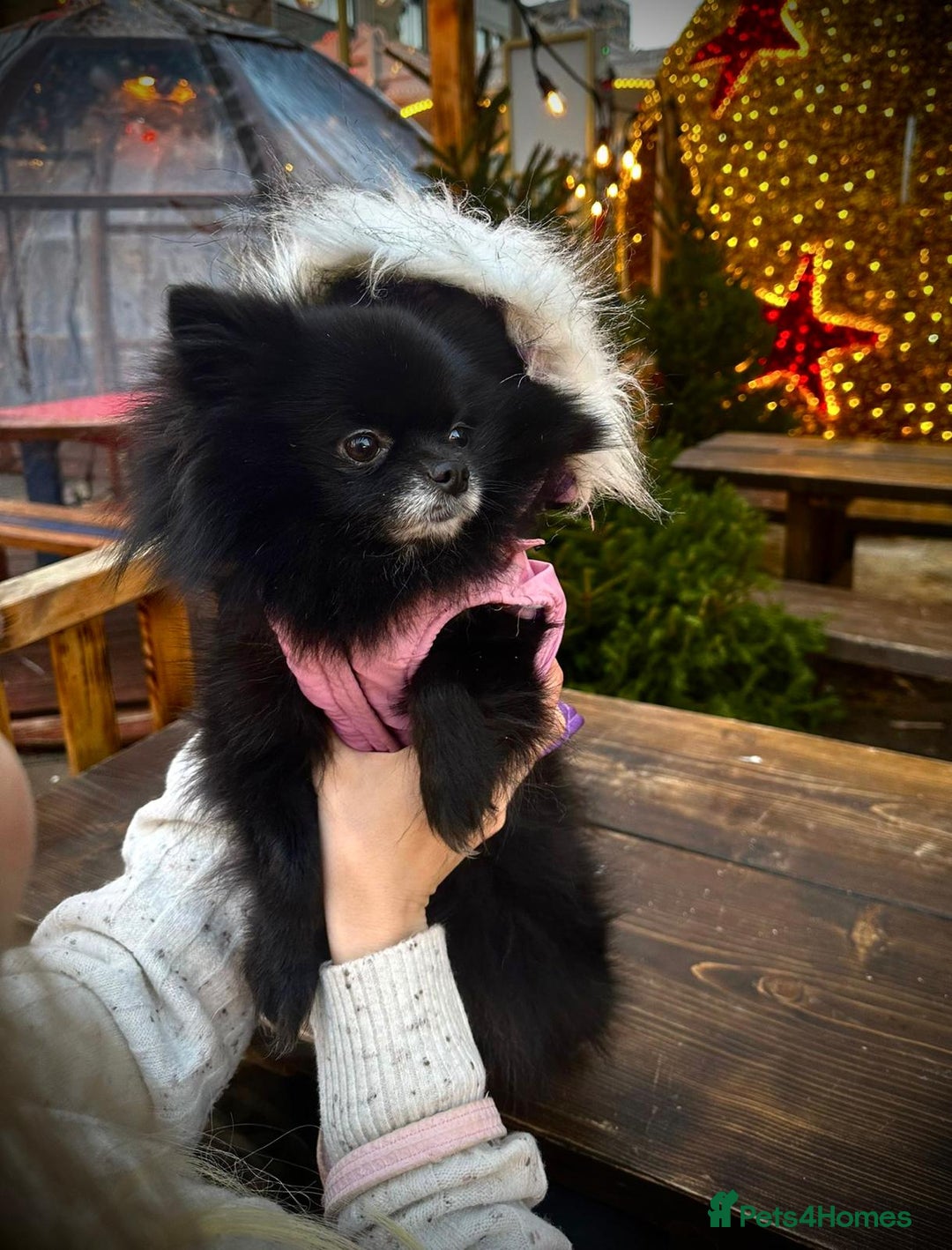 Pomeranian dogs for sale: 3 Little Girls Looking for Love! - Image 4