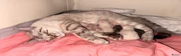 Mixed Breed cats for sale: Stunning Bengal Cross Ragdoll Kittens in Wickford - Advert 2