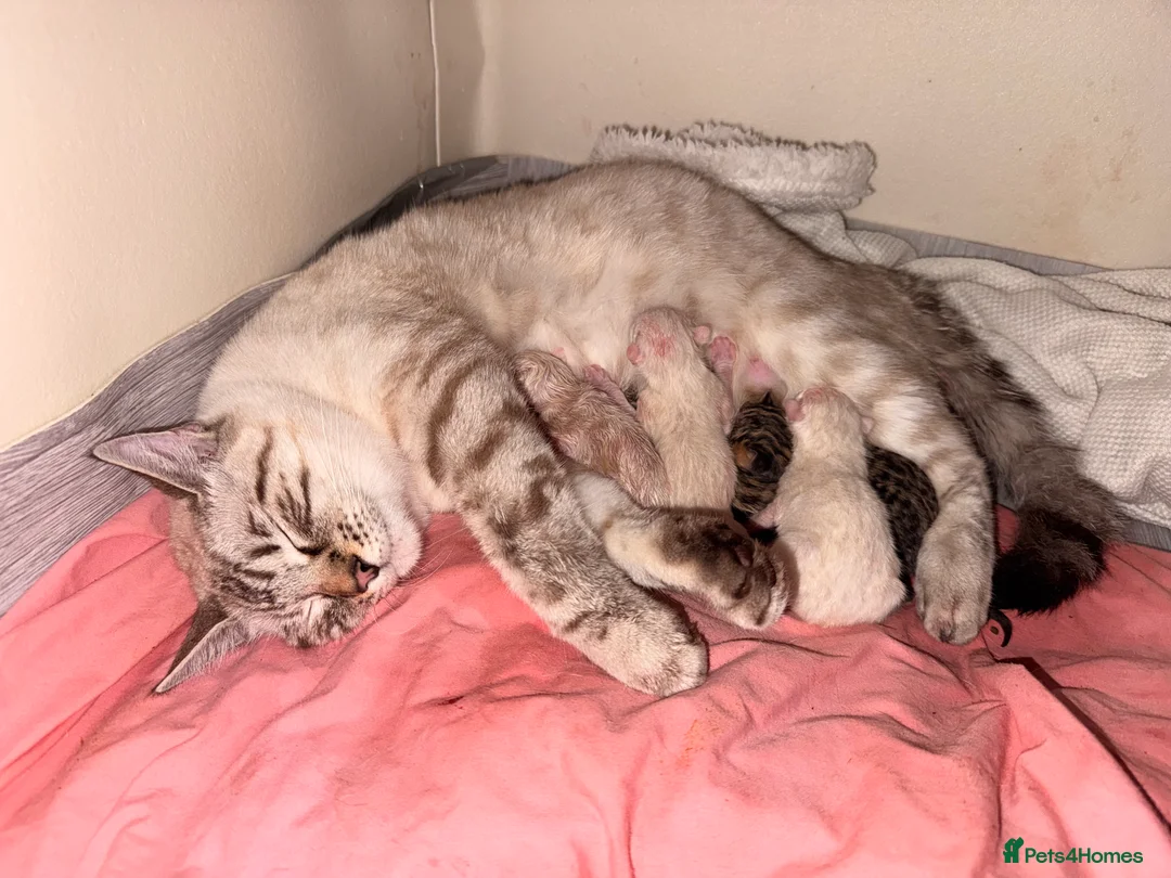 Mixed Breed cats for sale: Stunning Bengal Cross Ragdoll Kittens in Wickford - Advert 2