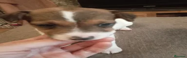 Jack Russell Puppy 3