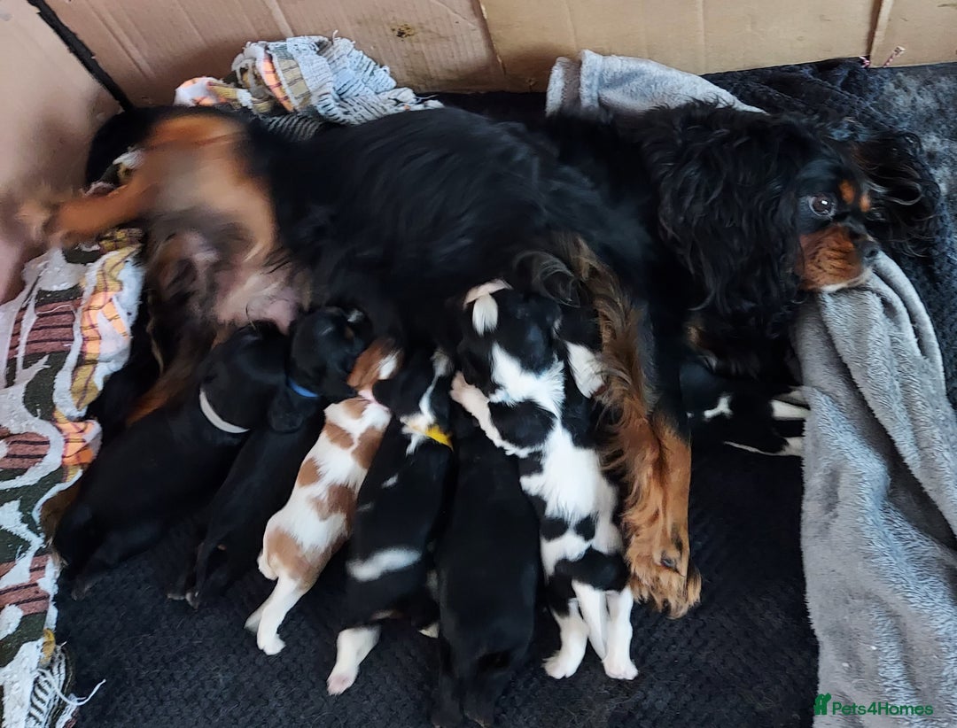Cavalier King Charles Spaniel dogs for sale: GREAT QUALITY CKCS PUPPIES ( DWKC REGISTERED)/DNA - Advert 10