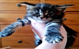 Maine Coon cats for sale: Mainecoon Kittens available  - Image 9