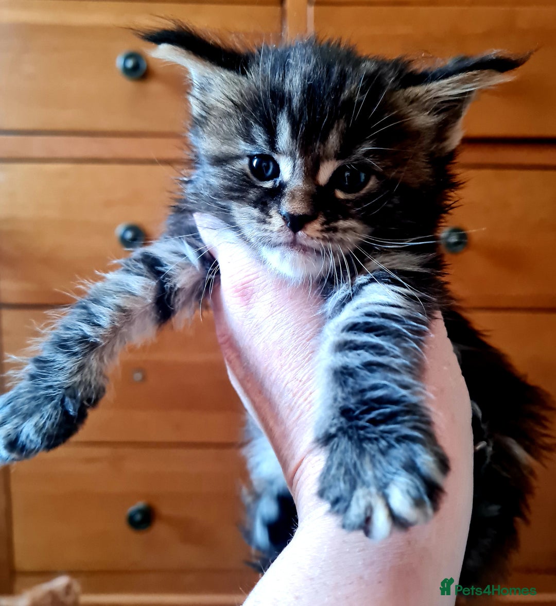 Maine Coon cats for sale: Mainecoon Kittens available  - Image 9