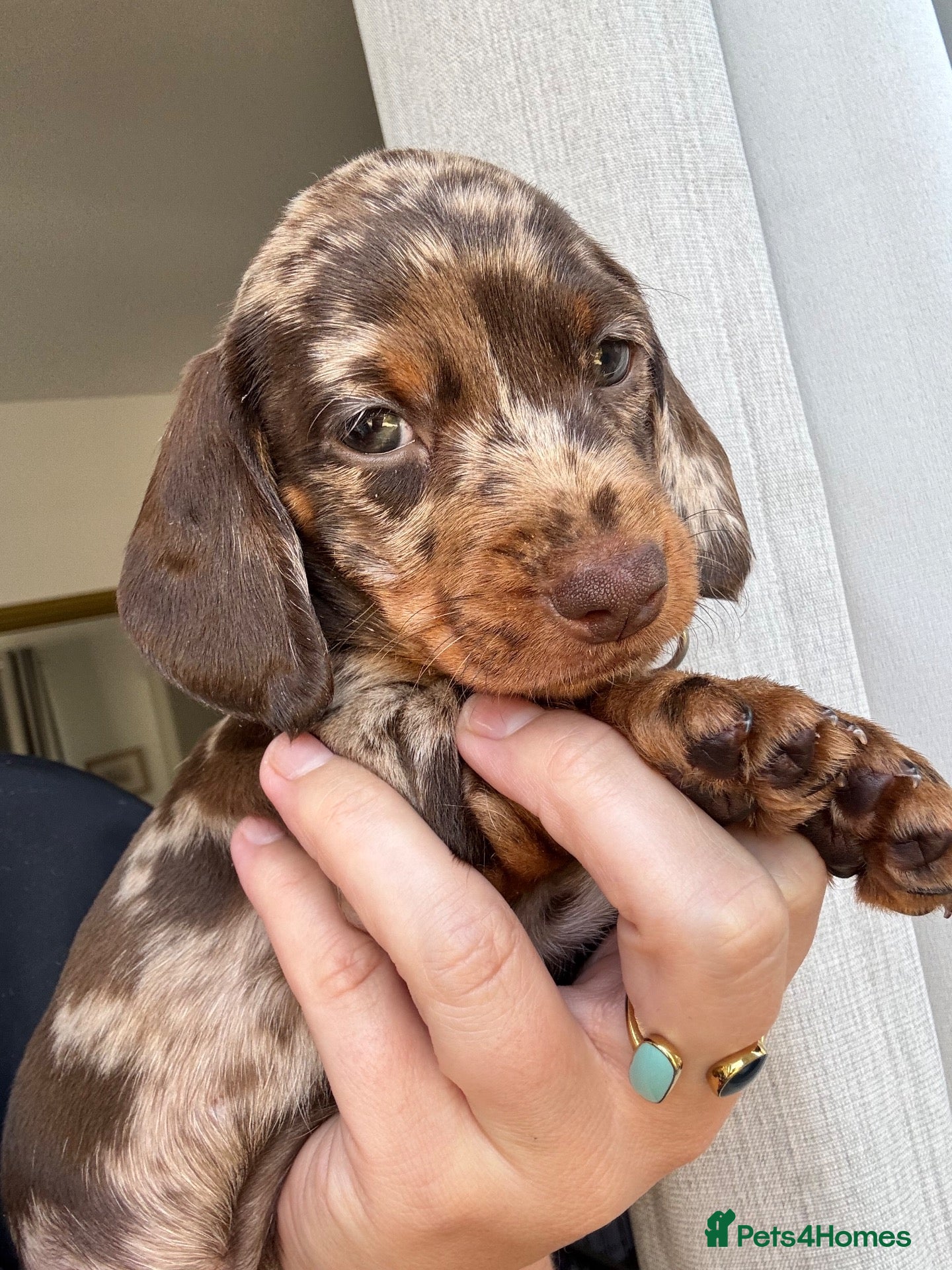 Miniature Dachshund dogs KC pedigree Mini Dachshund puppies - Advert 17