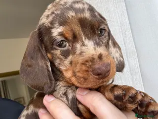 Miniature Dachshund dogs KC pedigree Mini Dachshund puppies - Advert 1