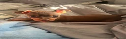 Miniature Pinscher dogs for sale: Beautiful 5generation pedigree min pin pupp - Advert 27