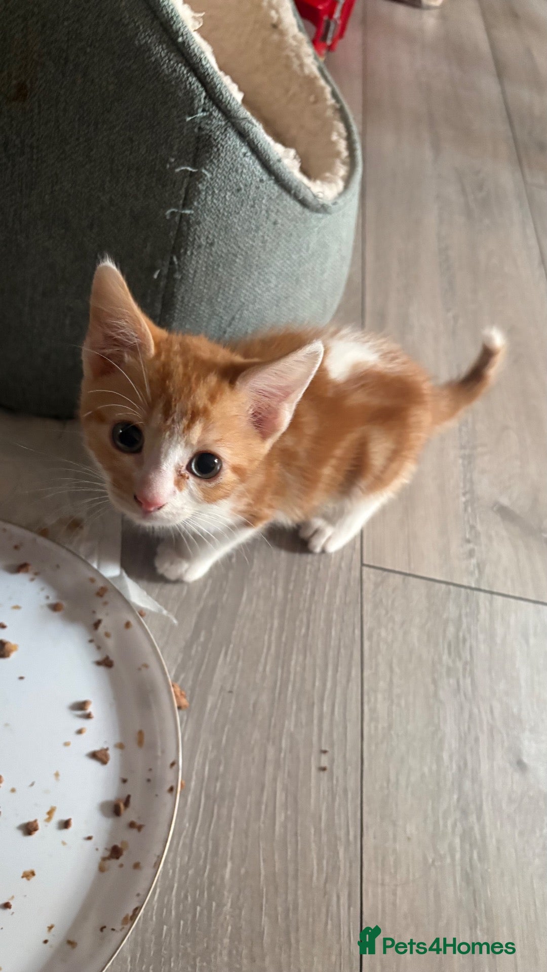 Mixed Breed cats Adorable mixed breed kittens for sale  - Advert 7