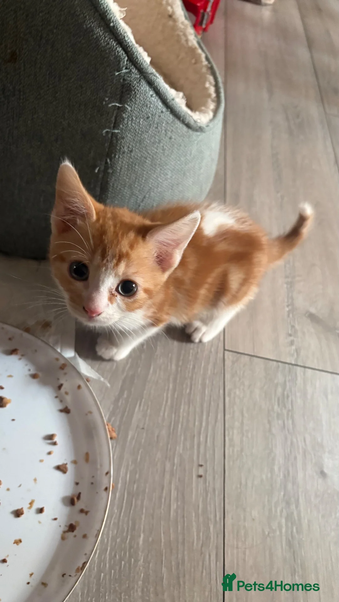 Mixed Breed cats for sale: Adorable mixed breed kittens for sale  - Advert 1