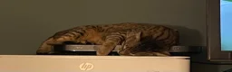 Savannah cats for sale: Gorgeous male F6 Savannah for sale - Advert 8