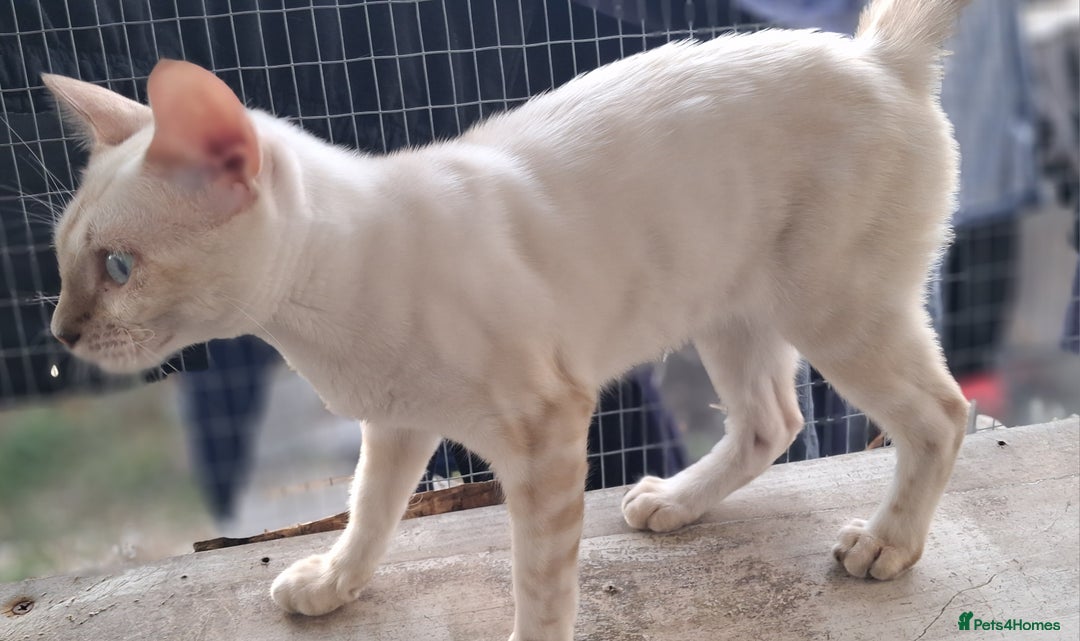 Bengal cats for sale: Pure Bengal kitten in Cheltenham - Image 10
