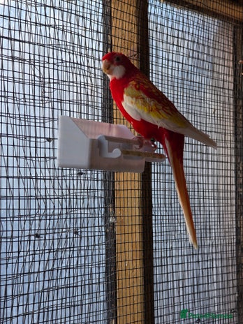 Mixed Breed birds Ruinous rosella - Advert 4