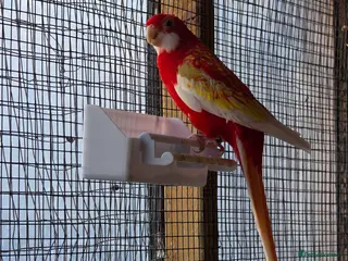 Mixed Breed birds Rubino rosella - Advert 5