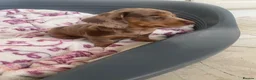 Dachshund dogs for sale: 5 lovely dachshund pups - Advert 13