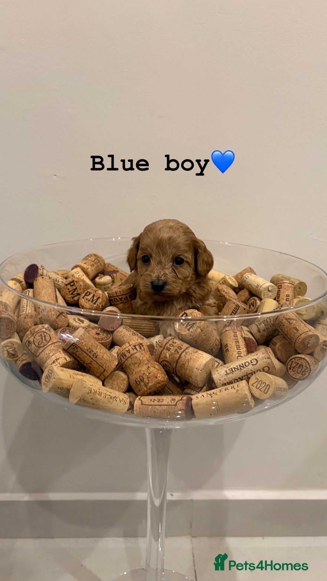 Cockapoo dogs for sale: Beautiful fox red cockapoo puppies - Advert 7