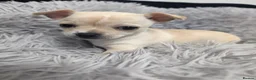 Chihuahua dogs for sale: Beautiful Chihuahua Puppies – 3 Girls & 1 Boy - Advert 10