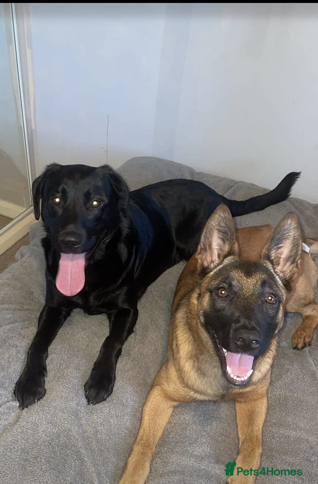 Mixed Breed dogs for sale: reluctant re homing  - Advert 2